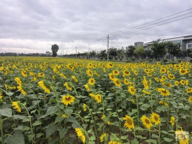 ��ɫ�����������������·��